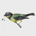 Thermochromer Wärmeübertragungsdruck 